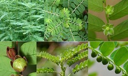 Cây chó đẻ chữa bệnh gì?