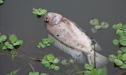 Làm rõ nguyên nhân cá chết bất thường trên sông Bàu Giang