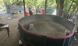 Triệt phá điểm đá gà có hàng trăm 'con bạc' tham gia