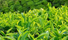 7 loại trà hỗ trợ giảm cân tốt nhất