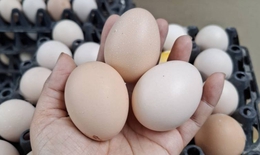 V&#236; sao kh&#244;ng thể l&#224;m giả được trứng g&#224;?