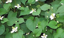 5 thảo dược phổ biến giúp thanh nhiệt, giảm mụn nhọt