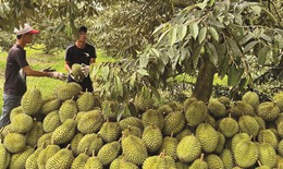 Hiểu thế nào về tồn dư chất vàng O và Cadimi trong sầu riêng?