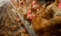 21 quốc gia ngừng nhập khẩu thịt g&#224; Brazil v&#236; c&#250;m gia cầm