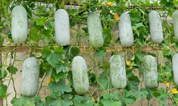 Làm mặt nạ trắng da từ loại quả mọc đầy vườn, giá rẻ