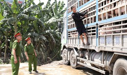 Kinh h&#227;i xe tải chở đầy lợn nhiễm dịch tả ch&#226;u Phi đi ti&#234;u thụ