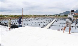 Giá muối không đủ bù chi phí khiến diêm dân 'lao đao'