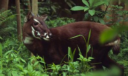 Lần đầu tiên giải trình tự toàn bộ gene của loài Sao la quý hiếm