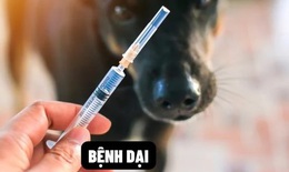 Bình Thuận ghi nhận một trường hợp tử vong nghi do bệnh dại không rõ nguồn lây