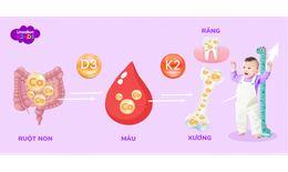 Hội thảo khoa học về vi chất D3K2 với sự tham gia của ba tập đo&#224;n lớn tr&#234;n thế giới