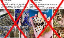 Bắt cặp đôi ngồi trên võng chốt đơn hải sản, lừa đảo hơn 300 triệu đồng