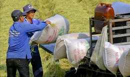 Gi&#225; gạo đi xuống ở thị trường ch&#226;u &#193;