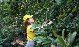 Trái cây chín không đều, du lịch nhà vườn ở Đồng Nai gặp khó