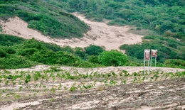Lợi dụng chu kỳ La Nina để trồng cây chống sa mạc hóa
