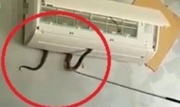 Từ vụ bé gái bị rắn cạp nia chui từ điều hòa ra cắn: Cách xử lý khi bị rắn cắn