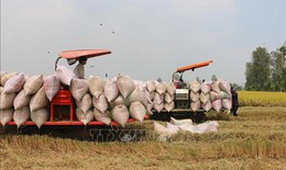 Giá lúa tăng nhẹ khi giao dịch trầm lắng, nguồn cung cao