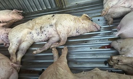 Mua lợn chết đưa vào cơ sở giết mổ