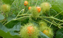 5 vị thuốc giúp ngủ ngon trong ngày hè oi ả