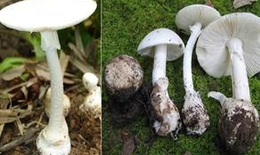 Cách nhận dạng 4 loại nấm độc thường gặp