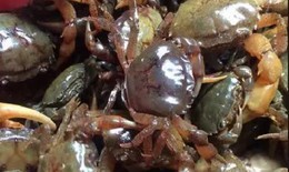 7 lưu ý cần thiết khi ăn cua đồng trong mùa hè