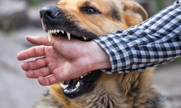 Nam thanh niên ở Đắk Lắk tử vong do dại sau khi bị chó cắn 20 ngày