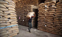 Gạo châu Á chững giá