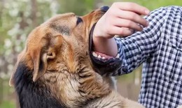 Thiếu niên tử vong nghi do bệnh dại sau nhiều lần bị chó cắn mà không tiêm phòng