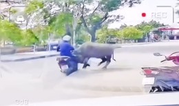 Video trâu ‘điên’ tấn công người đi đường