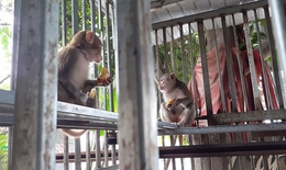 Gặp động vật hoang d&#227; cần giải cứu, phải l&#224;m g&#236;?