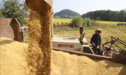 Thị trường nông sản: Sản lượng ngũ cốc vụ Hè của Trung Quốc đạt mức cao thứ hai lịch sử