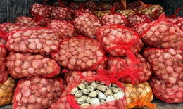 Ph&#225;t hiện h&#224;ng chục tấn hải sản kh&#244;ng r&#245; nguồn gốc mang từ v&#249;ng bi&#234;n về ti&#234;u thụ 