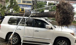 Ai sẽ phải chịu tr&#225;ch nhiệm khi c&#226;y đổ đ&#232; tr&#250;ng &#244; t&#244; sau d&#244;ng lớn?
