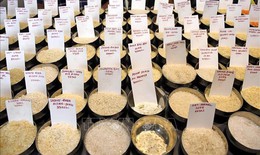 Giá gạo Ấn Độ giảm ba tuần liên tiếp