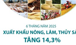 6 tháng năm 2025: Xuất khẩu nông, lâm, thủy sản tăng 14,3%