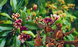 7 lợi ích sức khỏe khi uống nước đinh hương lúc bụng đói