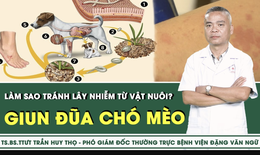 [LIVE] Nhiễm giun đũa ch&#243; m&#232;o từ vật nu&#244;i, l&#224;m sao để ph&#242;ng tr&#225;nh?