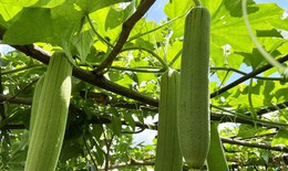 Nước giải khát bổ dưỡng từ quả mướp tươi