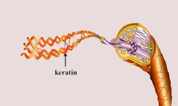 Cách bổ sung keratin từ thực phẩm để có mái tóc khỏe đẹp, bóng mượt