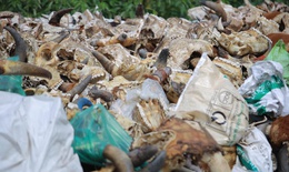 Xử l&#253; điểm tập kết phế phẩm động vật tr&#225;i ph&#233;p g&#226;y &#244; nhiễm gần Quốc lộ 46