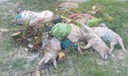 Hàng chục xác lợn chết bị vứt xuống kênh đe dọa nguồn nước và sức khỏe cộng đồng