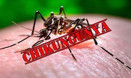 PGS.TS Trần Đắc Phu: Kh&#244;ng chủ quan với bệnh Chikungunya, nhưng cũng kh&#244;ng qu&#225; hoang mang