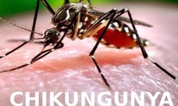 Chikungunya dễ gây tàn phế và nhầm lẫn với sốt xuất huyết