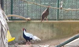 Loài gà lôi trắng quý hiếm được ghi nhận sinh sống ở những đâu của tỉnh Quảng Trị?