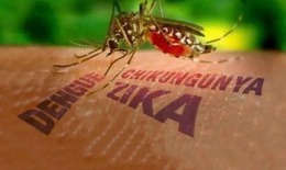 Bệnh Chikungunya 'người đi khom lưng' có nguy hiểm không?