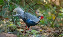 Người d&#226;n c&#243; được tự &#253; nu&#244;i c&#225;c lo&#224;i động vật c&#243; t&#234;n trong s&#225;ch Đỏ?