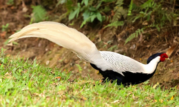 Điểm mặt những loài động vật quý hiếm được bảo vệ nghiêm ngặt