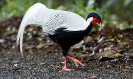 Vụ g&#224; l&#244;i trắng g&#226;y x&#244;n xao, l&#224;m sao biết lo&#224;i n&#224;o nằm trong danh s&#225;ch cấm?