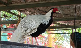 V&#236; sao phải nghi&#234;m cấm việc tự &#253; nh&#226;n nu&#244;i g&#224; l&#244;i trắng?