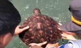 Thả động vật qu&#253; hiếm c&#243; nguy cơ tuyệt chủng về với biển