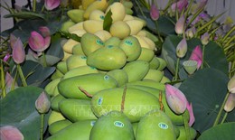 Xây dựng thương hiệu xoài xuất khẩu trên nền tảng chỉ dẫn địa lý